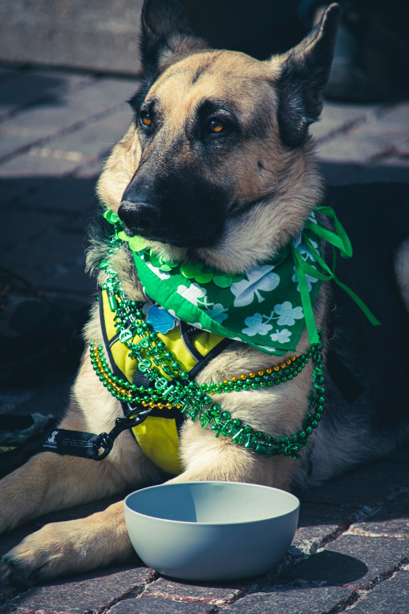 How to Celebrate St. Patrick's Day with Your Dog