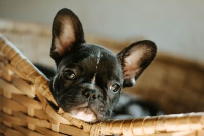 French Bulldog puppy in a basket