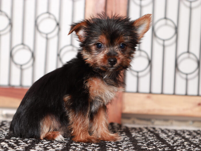 Josie - Stunning Little TEACUP Female Yorkie Puppy - Image 2