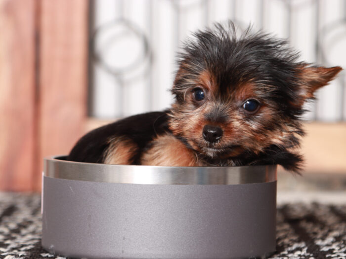 Josie - Stunning Little TEACUP Female Yorkie Puppy - Image 3