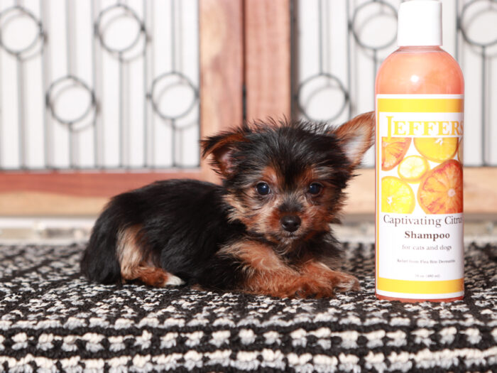 Josie - Stunning Little TEACUP Female Yorkie Puppy - Image 4