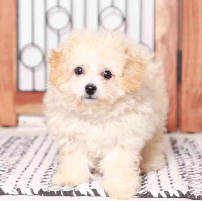 Julie - Cute Little Female Poochon Puppy