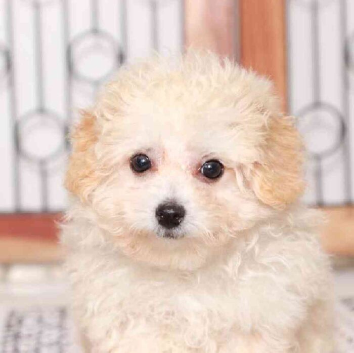 Julie - Cute Little Female Poochon Puppy - Image 2