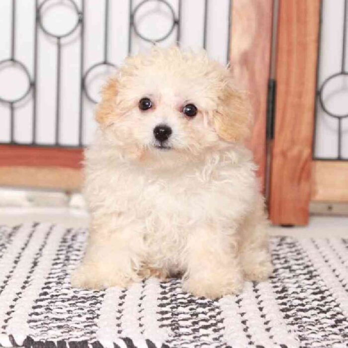 Julie - Cute Little Female Poochon Puppy - Image 3