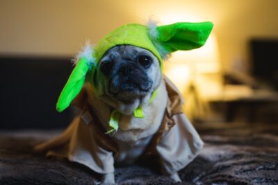 Pug wearing a Yoda costume