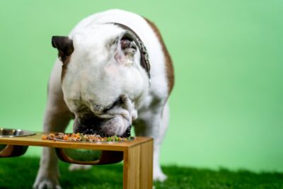 Bulldog eating foods