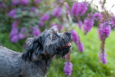 Havanese dog standing in a field of purple flowers