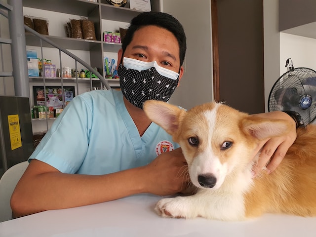 Dog with Vet