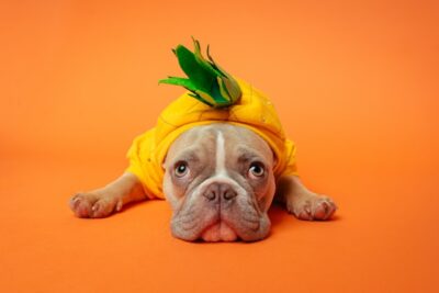 Dog wearing a pineapple costume