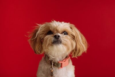 Shih Tzu on a red background