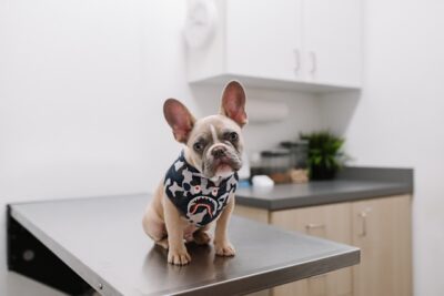 Dog on the vet's table