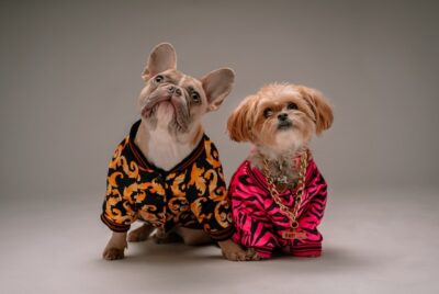 Dogs in Fashionable Clothes