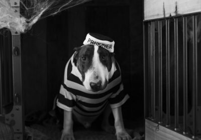 Bull Terrier wearing his prisoner costume for Halloween