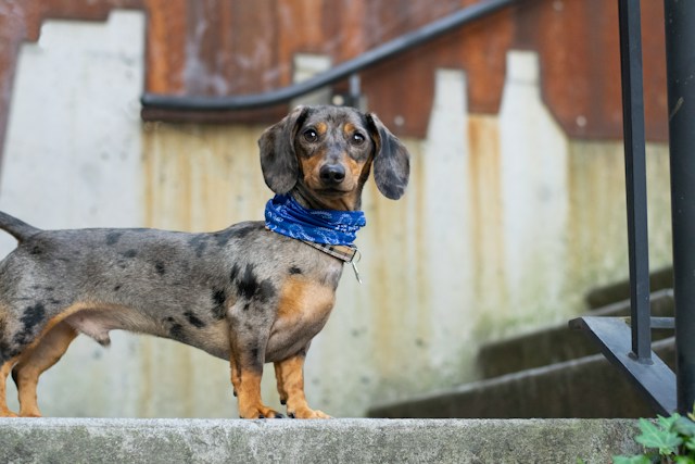 do dachshunds shed