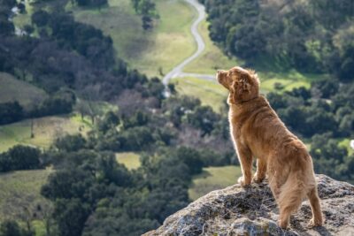 Dog Hiking