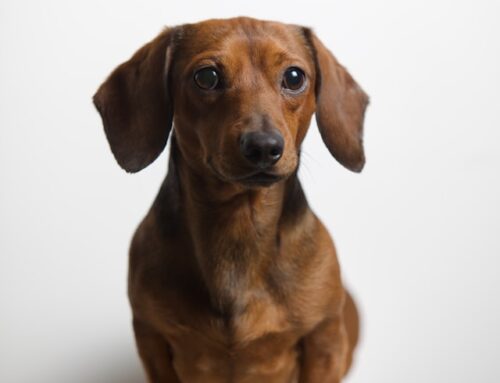 2024’s Ultimate Guide: Locating the Best Dachshund Breeder Near Me