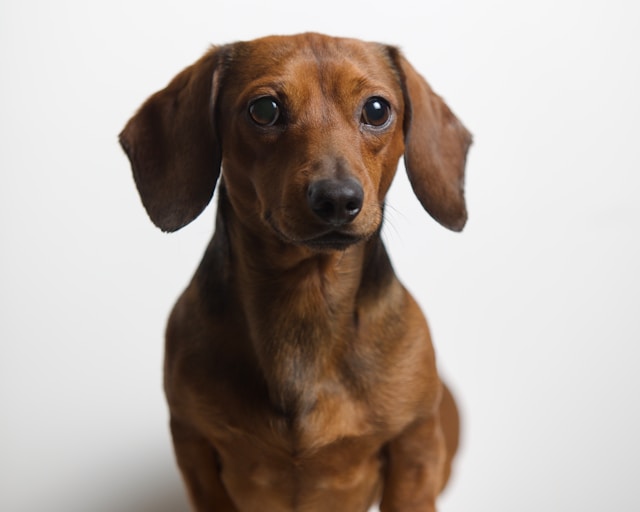 Dachshund Breeder Near Me