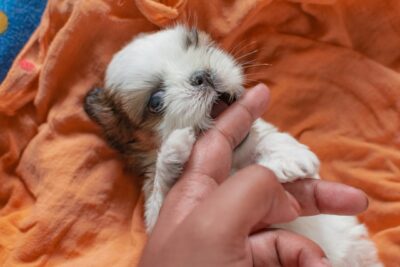 A baby Shih Tzu, nipping at her human's hand