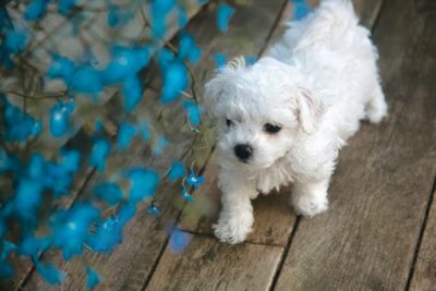 Bichon Frise puppy next to blue flowers