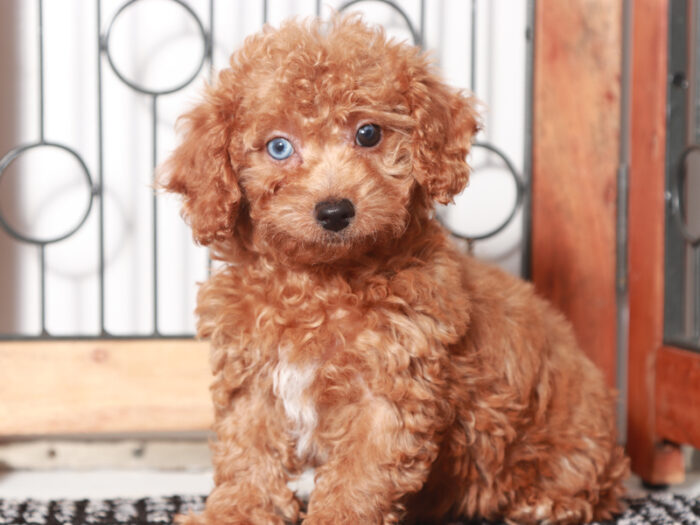 Kylie - Lovely female Poodle Puppy for Sale in Florida