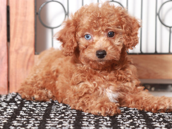 Kylie - Lovely female Poodle Puppy for Sale in Florida - Image 2