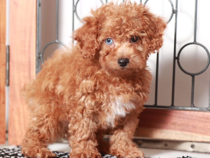 Kylie - Lovely female Poodle Puppy for Sale in Florida - Image 3