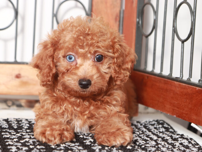 Kylie - Lovely female Poodle Puppy for Sale in Florida - Image 4