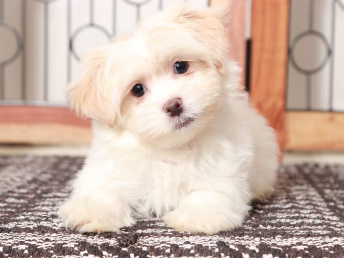 Female Havanese