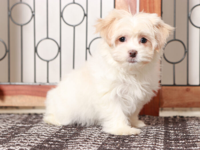 Ladybug - Loving female Havanese Puppy - Image 2