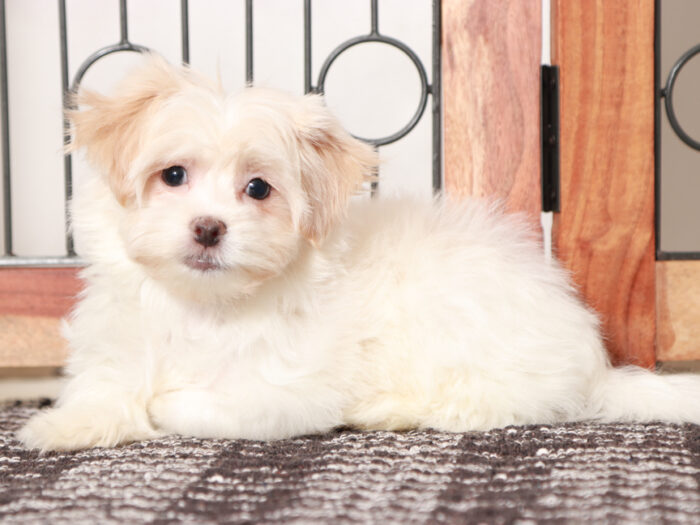 Ladybug - Loving female Havanese Puppy - Image 3