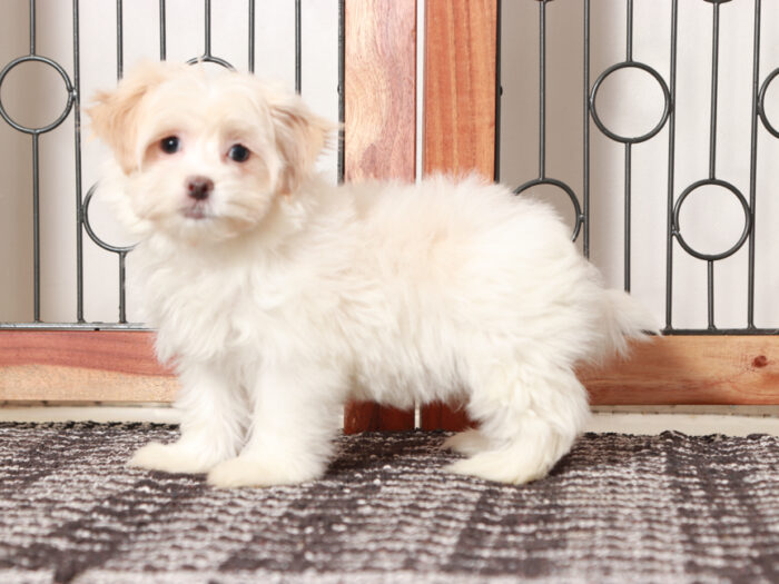 Ladybug - Loving female Havanese Puppy - Image 4