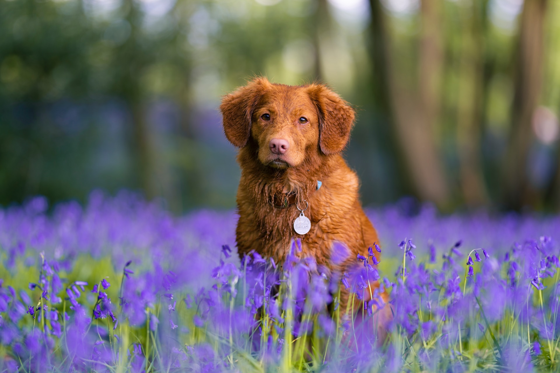 Let's Get Outdoors: Springtime Activities for Dog Lovers