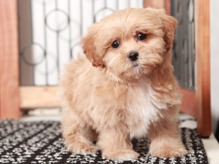 Lavender - Cute female Shih-Poo Puppy