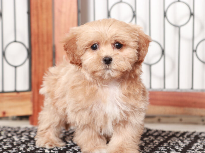 Lavender - Cute female Shih-Poo Puppy - Image 2