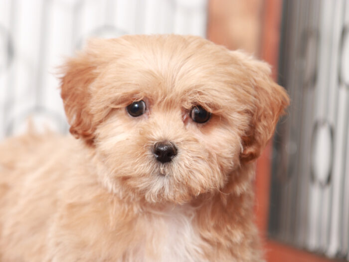 Lavender - Cute female Shih-Poo Puppy - Image 4
