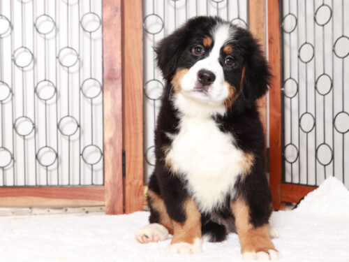 Bernese Mountain Dog Puppies For Sale