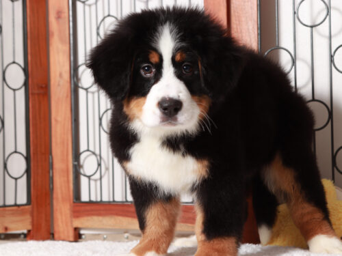 Bernese Mountain Dog Puppies For Sale