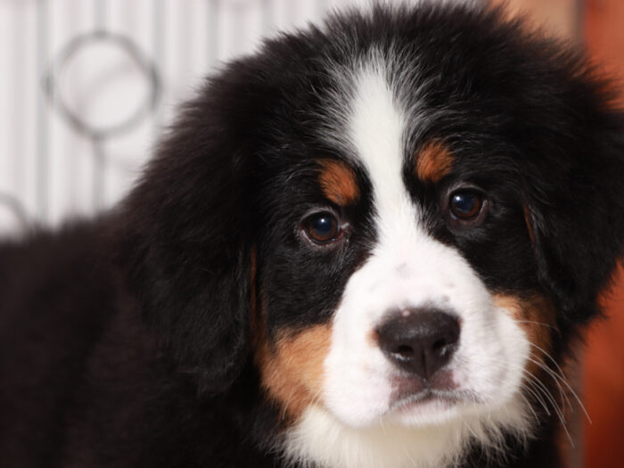 Bernese Mountain Dog Puppies For Sale