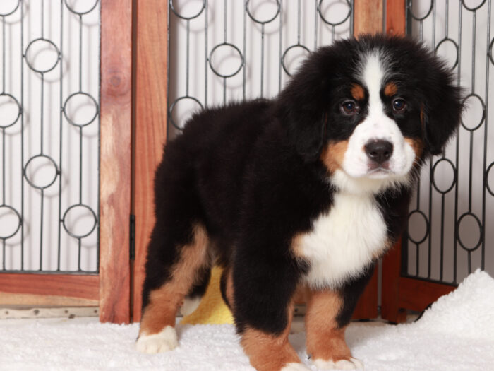 Bernese Mountain Dog Puppies For Sale