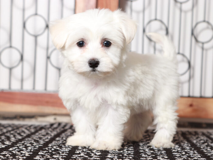 Lensky - Cuddly Maltese Puppy For Sale in Florida