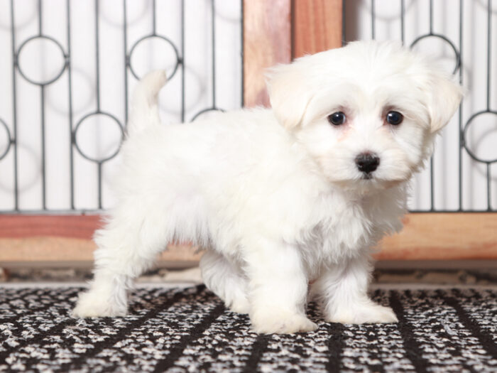 Lensky - Cuddly Maltese Puppy For Sale in Florida - Image 2