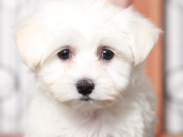 Lensky - Cuddly Maltese Puppy For Sale in Florida - Image 3