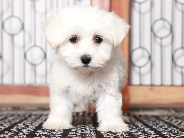 Lensky - Cuddly Maltese Puppy For Sale in Florida - Image 4