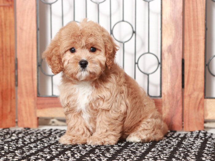 Liberty - female Cavapoo Puppy For Sale