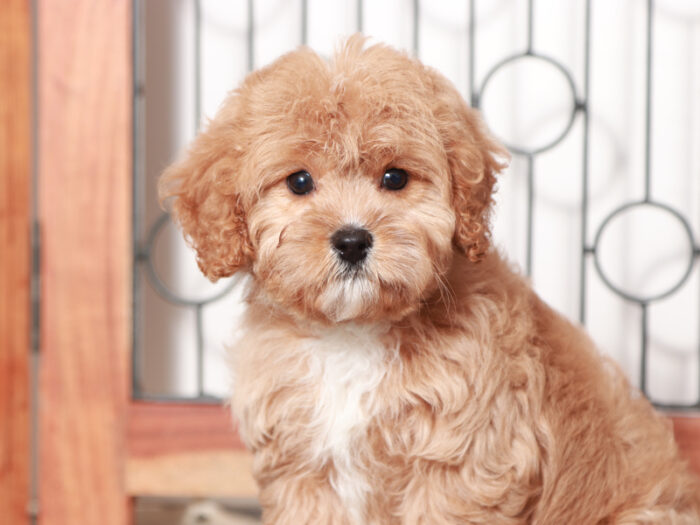 Liberty - female Cavapoo Puppy For Sale - Image 2
