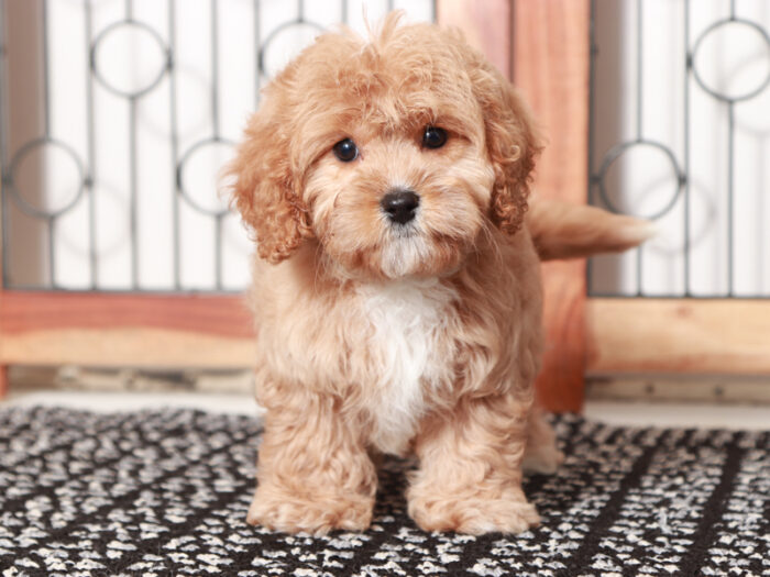 Liberty - female Cavapoo Puppy For Sale - Image 3