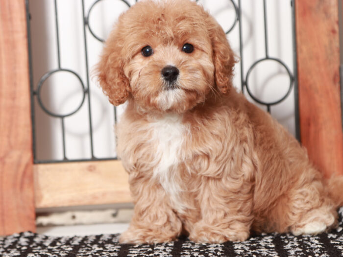 Liberty - female Cavapoo Puppy For Sale - Image 4