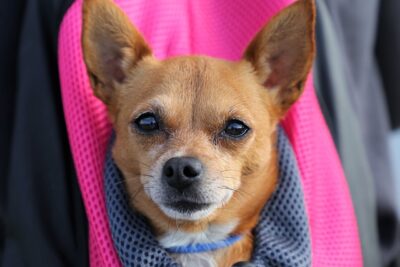 Chihuahua inside a bag