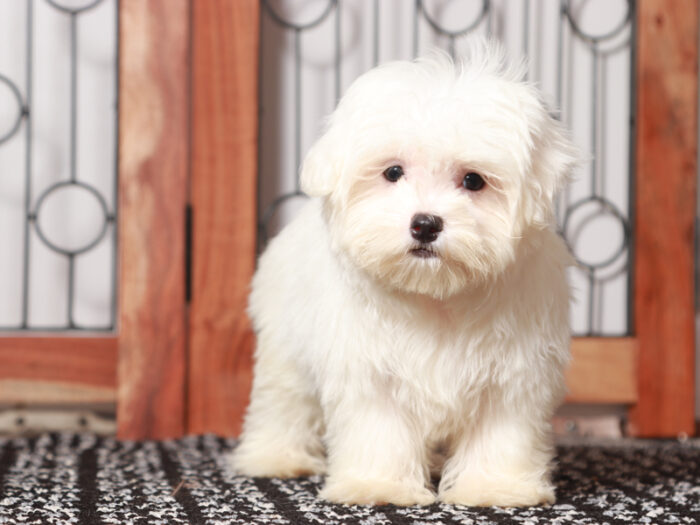 Lloyd - Lively Maltese Puppy For Sale in Florida