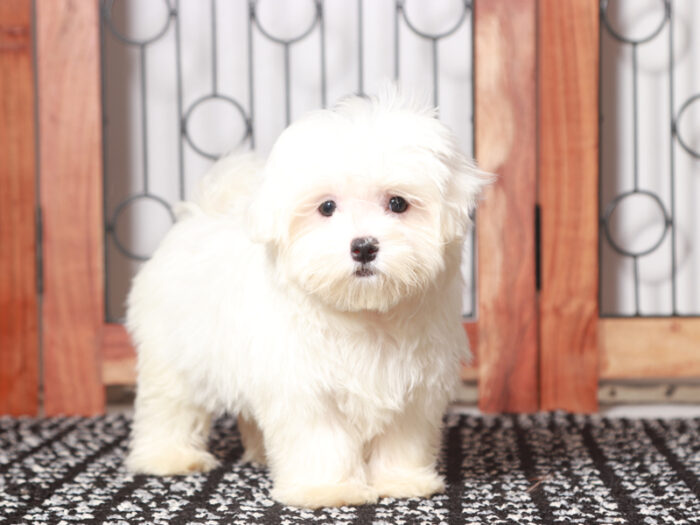 Lloyd - Lively Maltese Puppy For Sale in Florida - Image 3